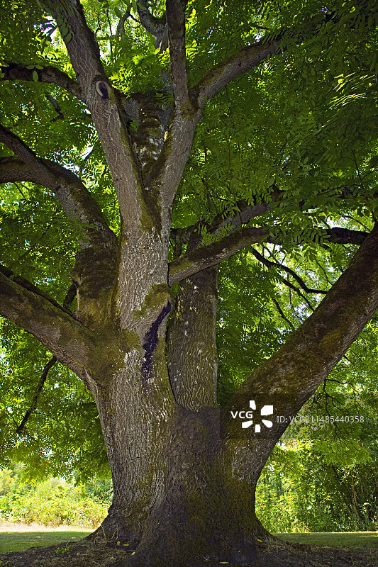 黑胡桃树图片素材