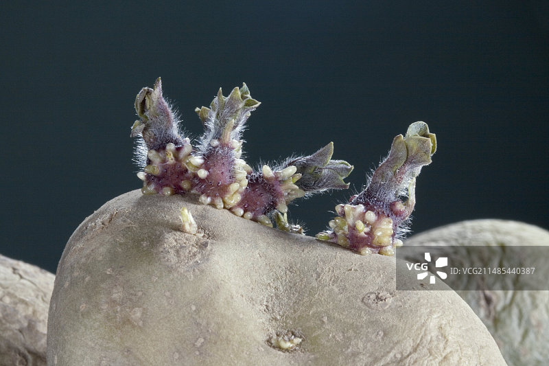 发芽的土豆图片素材