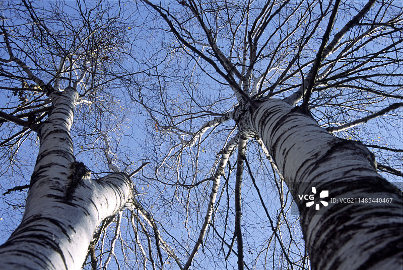 亚洲白桦树图片素材