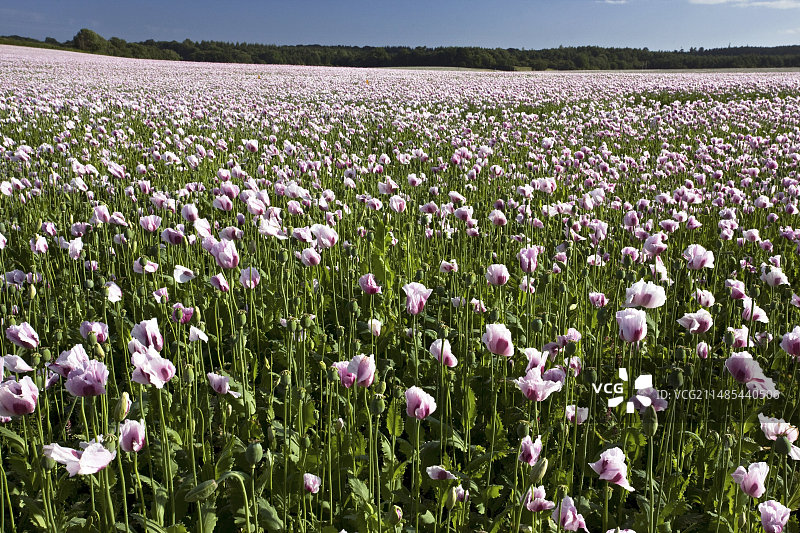 罂粟花（Papaver somniferum）图片素材