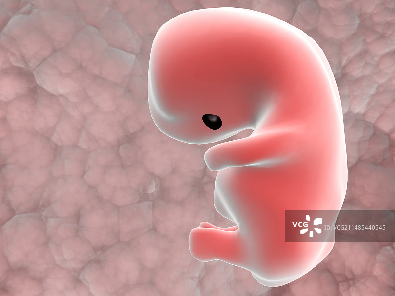 人类胚胎图片素材