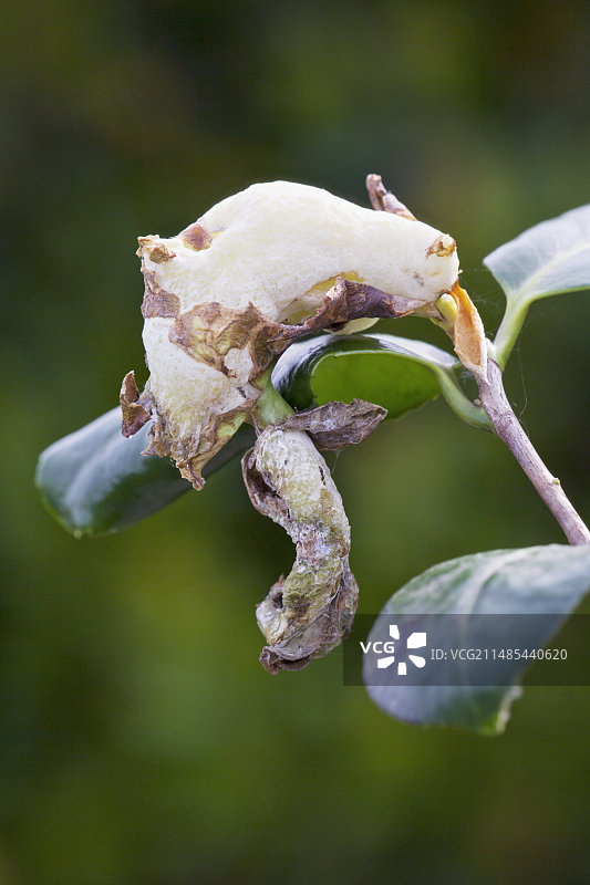 山茶花瘿图片素材