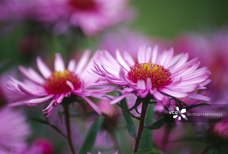 新英格兰紫菀图片素材