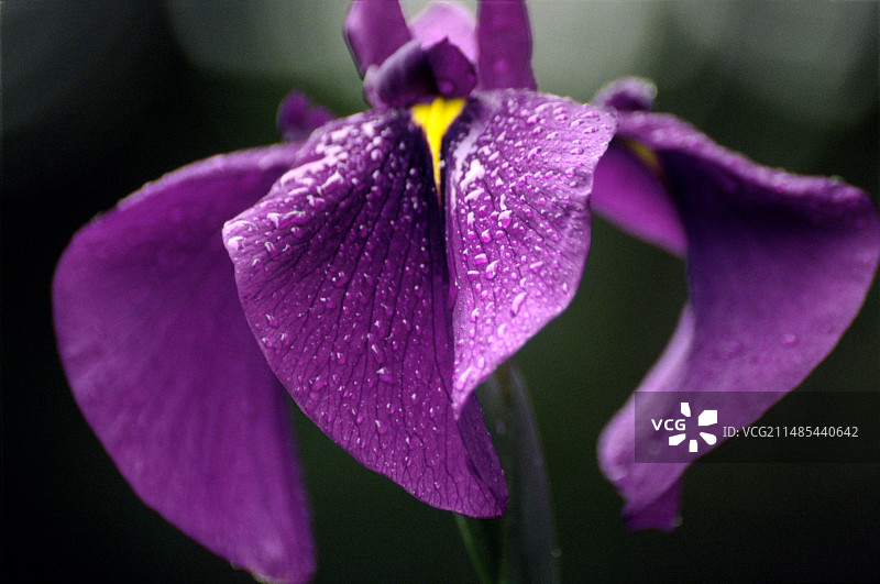 燕子花图片素材