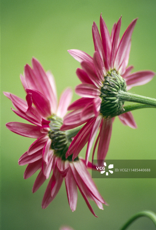 菊花（除虫菊）图片素材
