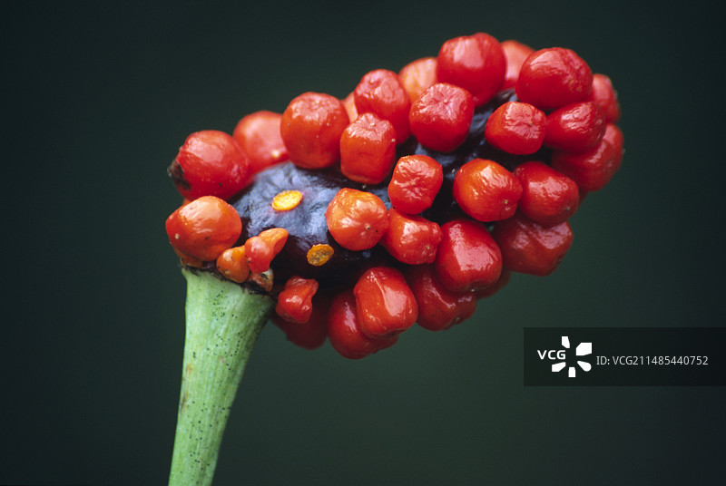 天南星的果实图片素材