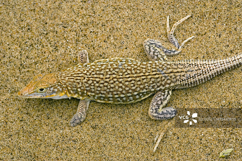 沙蜥图片素材