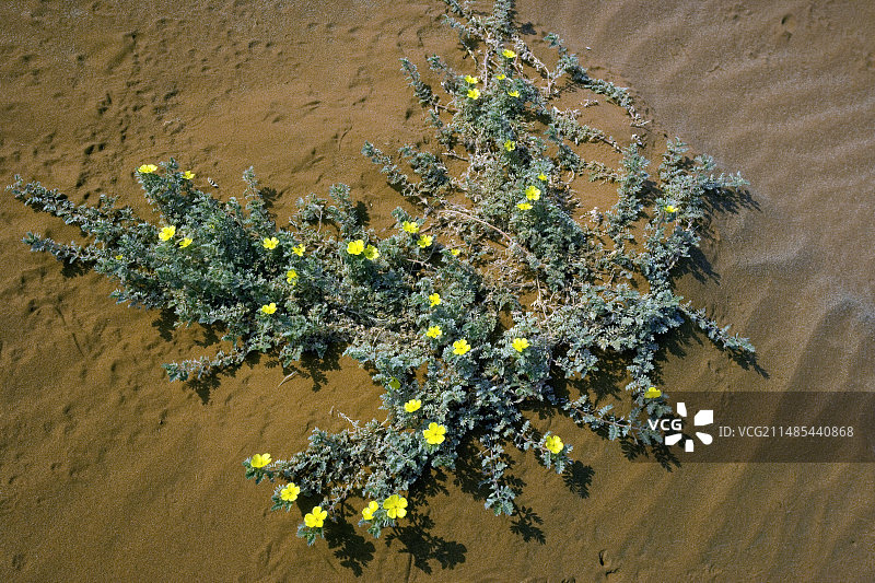蒺藜植物(Tribulus zeyheri)图片素材