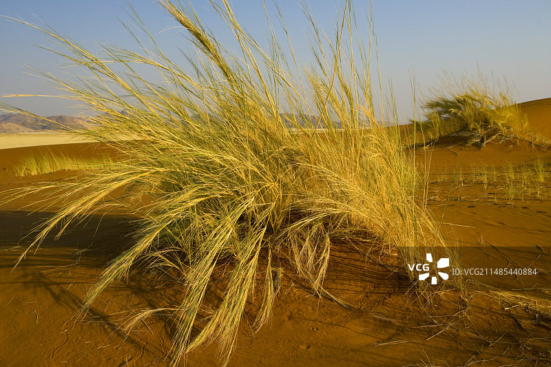 灌木人草(Stipagrostis sabulicola)图片素材