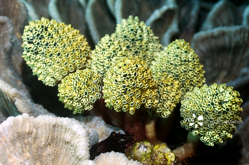 珊瑚上的海鞘图片素材