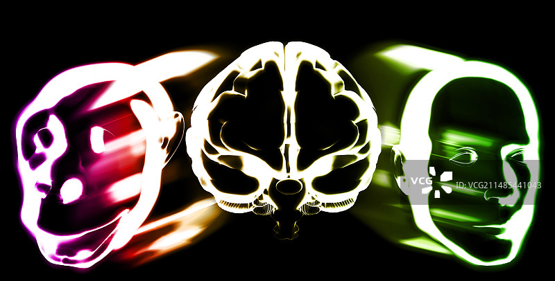 灵长类动物大脑的进化图片素材