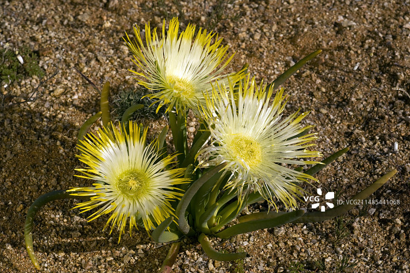 沙漠番杏图片素材