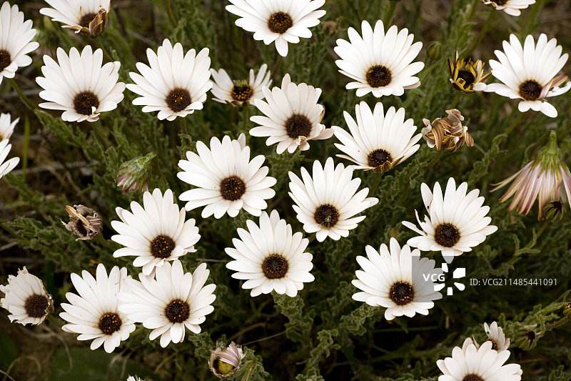 非洲雏菊图片素材