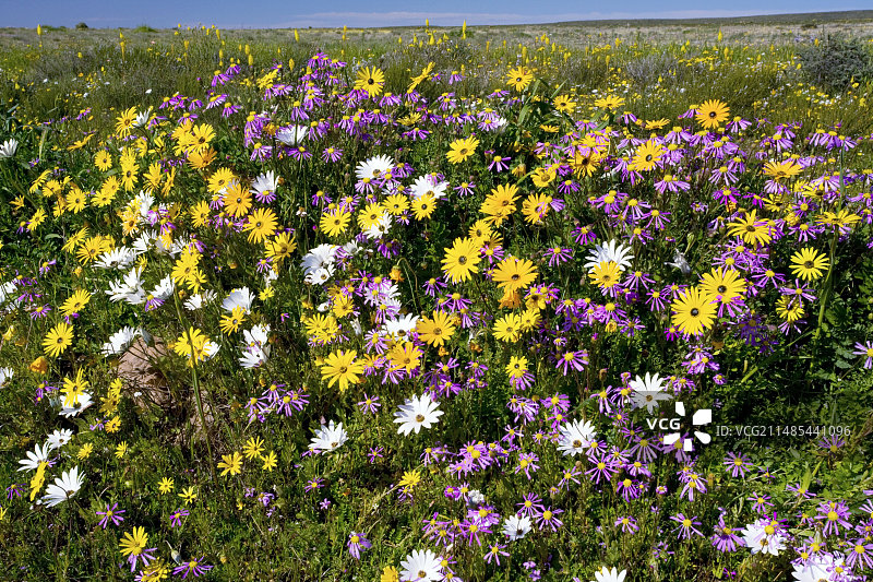 南非野花图片素材