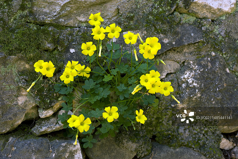 百慕大毛茛（酢浆草）图片素材