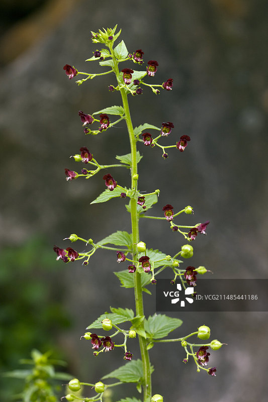 Scrophularia peregrina图片素材