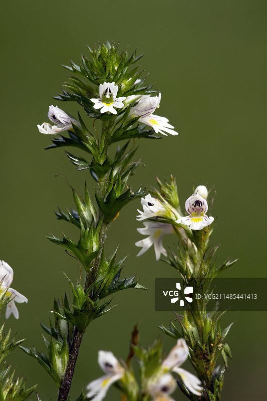 小米草图片素材