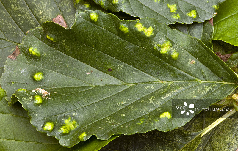 桤木叶子上的叶瘿图片素材