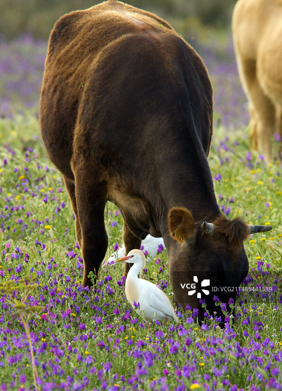 牛和牛背鹭图片素材