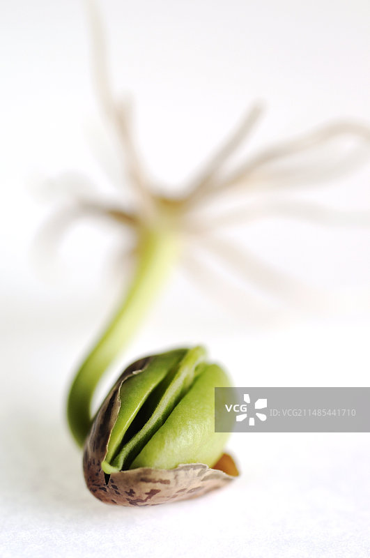 发芽的斑豆图片素材