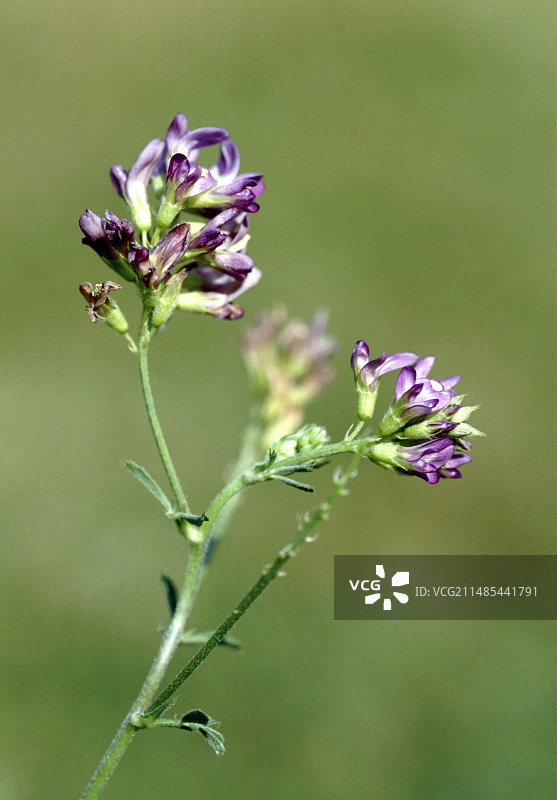 紫花毛戴胜图片素材