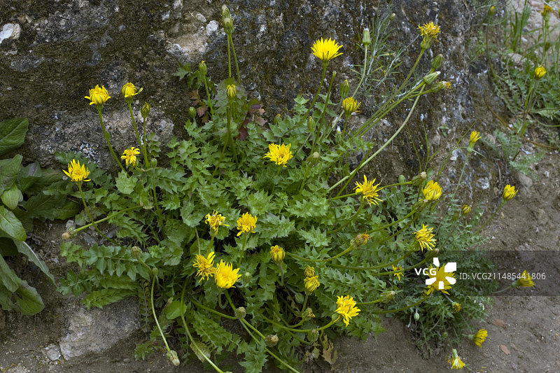 辐射山羊苣图片素材