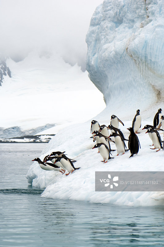 跳入海中的巴布亚企鹅图片素材