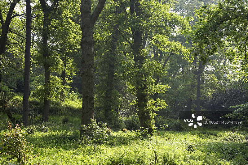 贝尔沃城堡的迷人树林图片素材