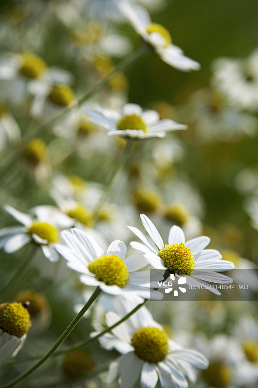 春黄菊图片素材