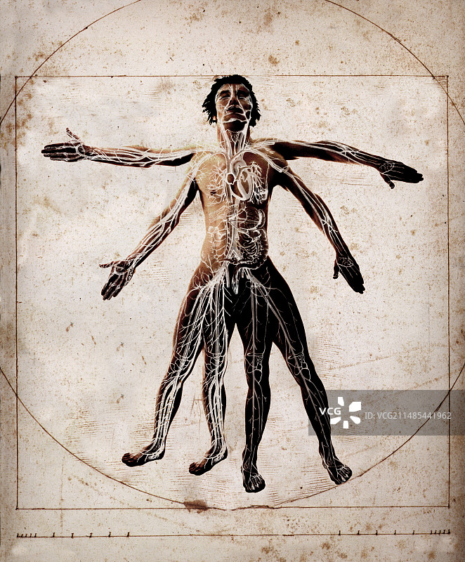 人体解剖图片素材