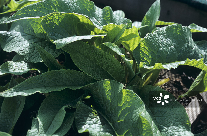 琉璃苣叶图片素材