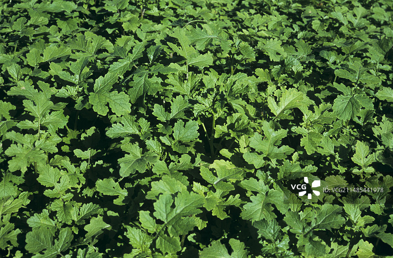 白色芥菜叶图片素材