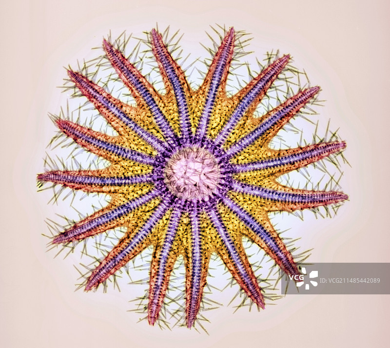 棘冠海星骨骼X光片图片素材