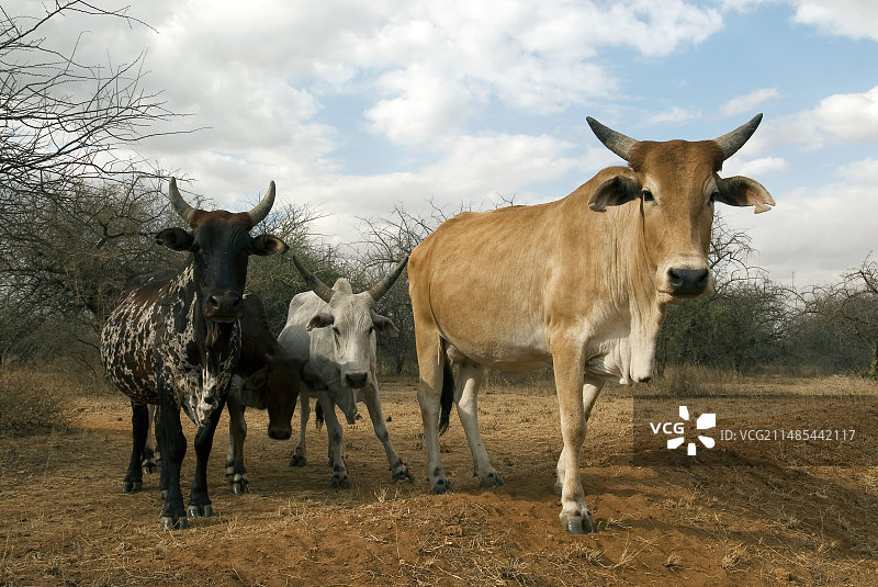 马赛牛图片素材