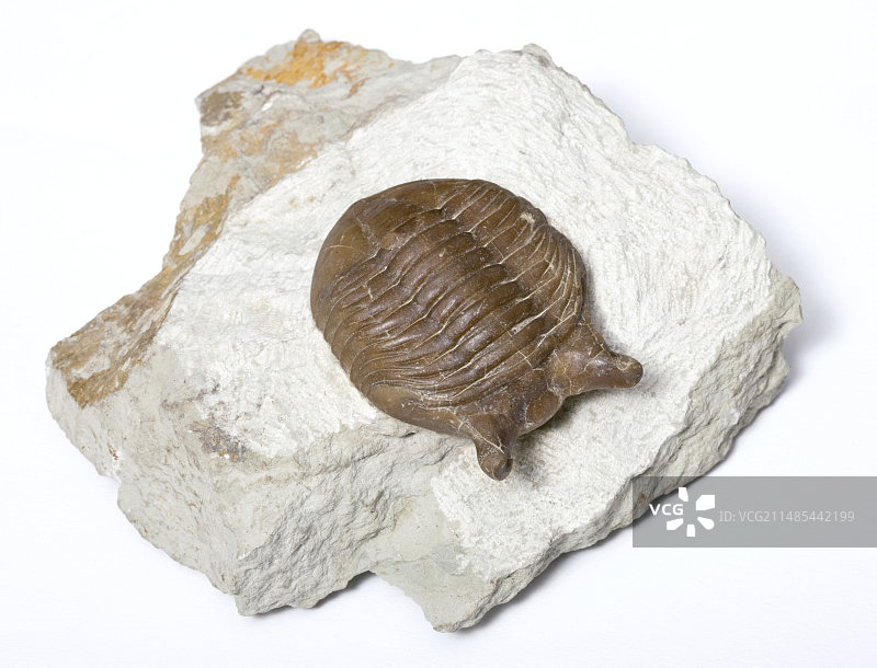 三叶虫化石图片素材