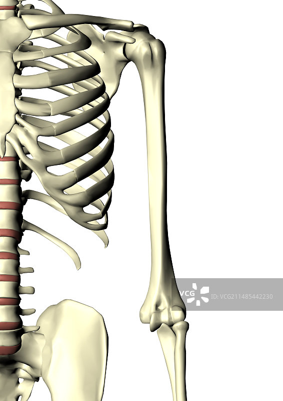 人类骨骼图片素材