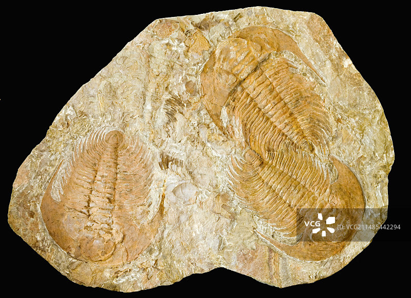 三叶虫化石图片素材