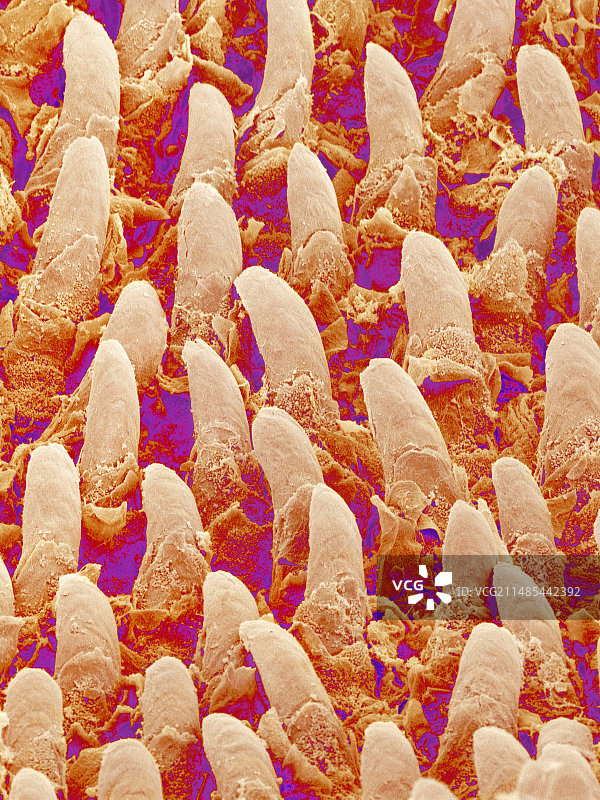 舌头表面，扫描电子显微镜图片素材