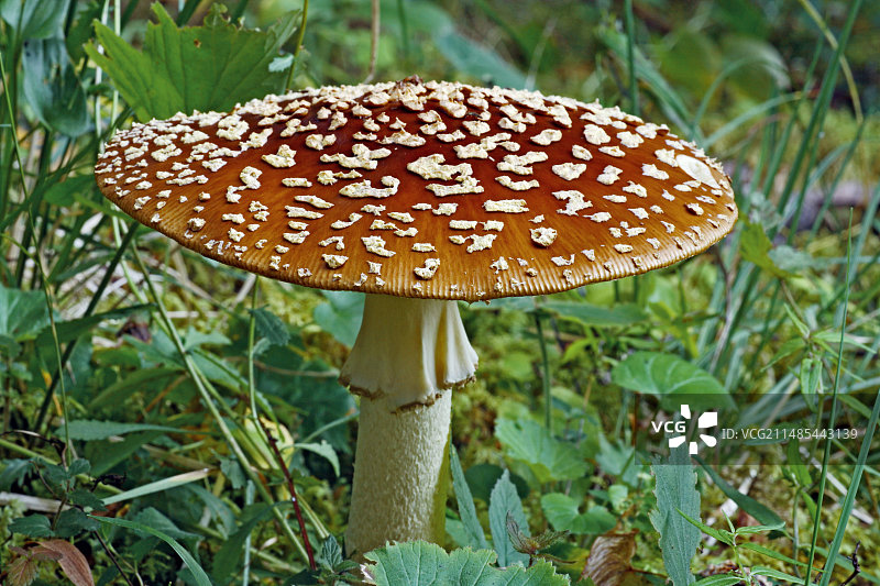 毒蝇伞图片素材