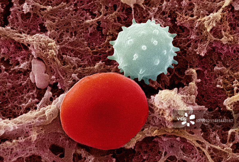 血细胞扫描电镜图图片素材