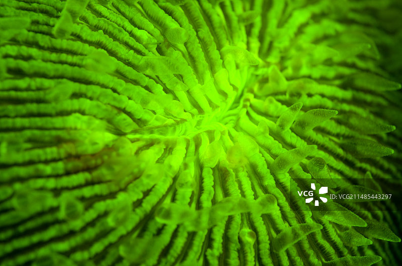 蘑菇珊瑚荧光图片素材