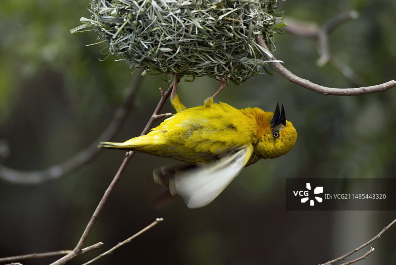 男织布工图片素材