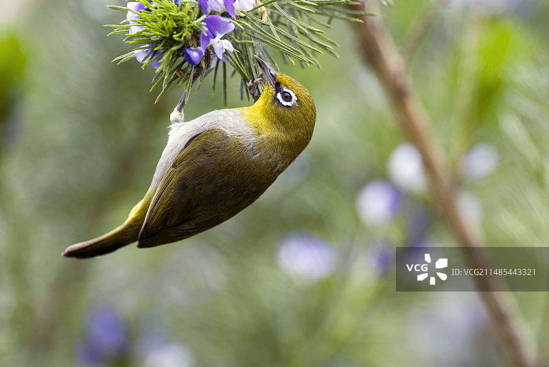 好望角绣眼鸟图片素材