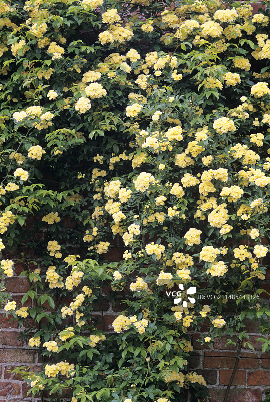 粉团蔷薇花图片素材