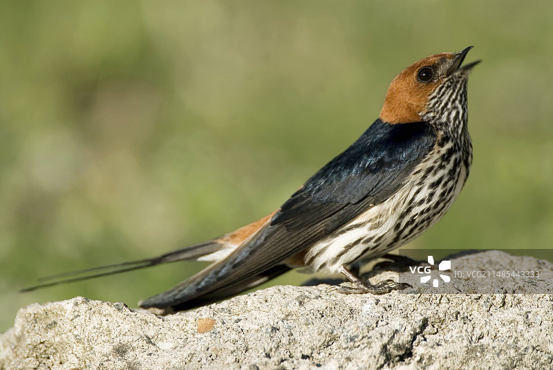 小纹燕图片素材