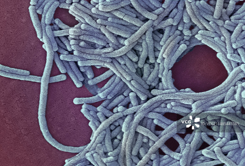 军团菌，扫描电子显微镜图片素材
