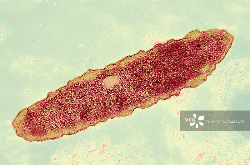 军团菌透射电镜图像图片素材