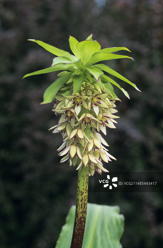 菠萝百合花（Eucomis bicolor）图片素材