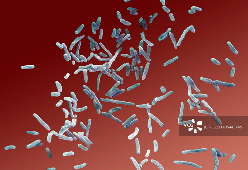 龟分支杆菌，扫描电镜图片素材