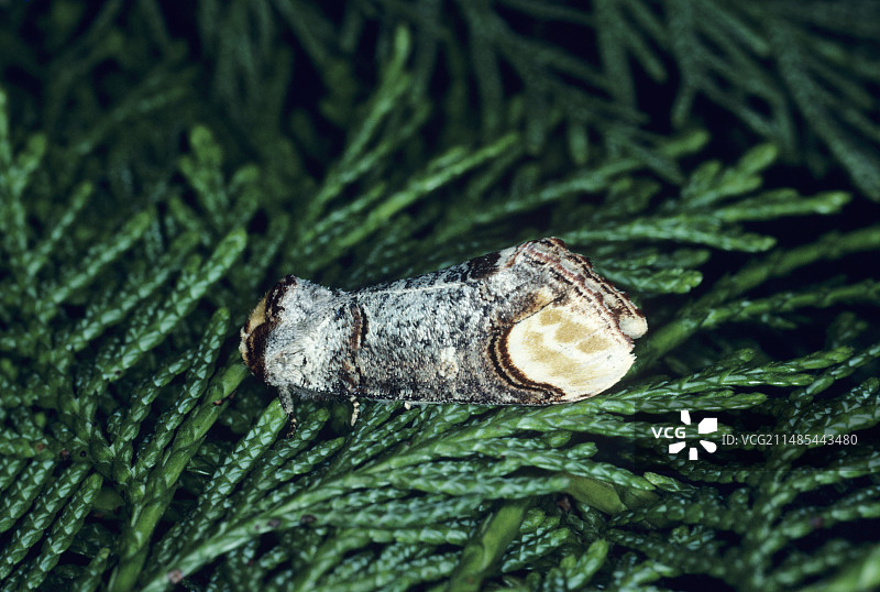 褐尾舟蛾图片素材